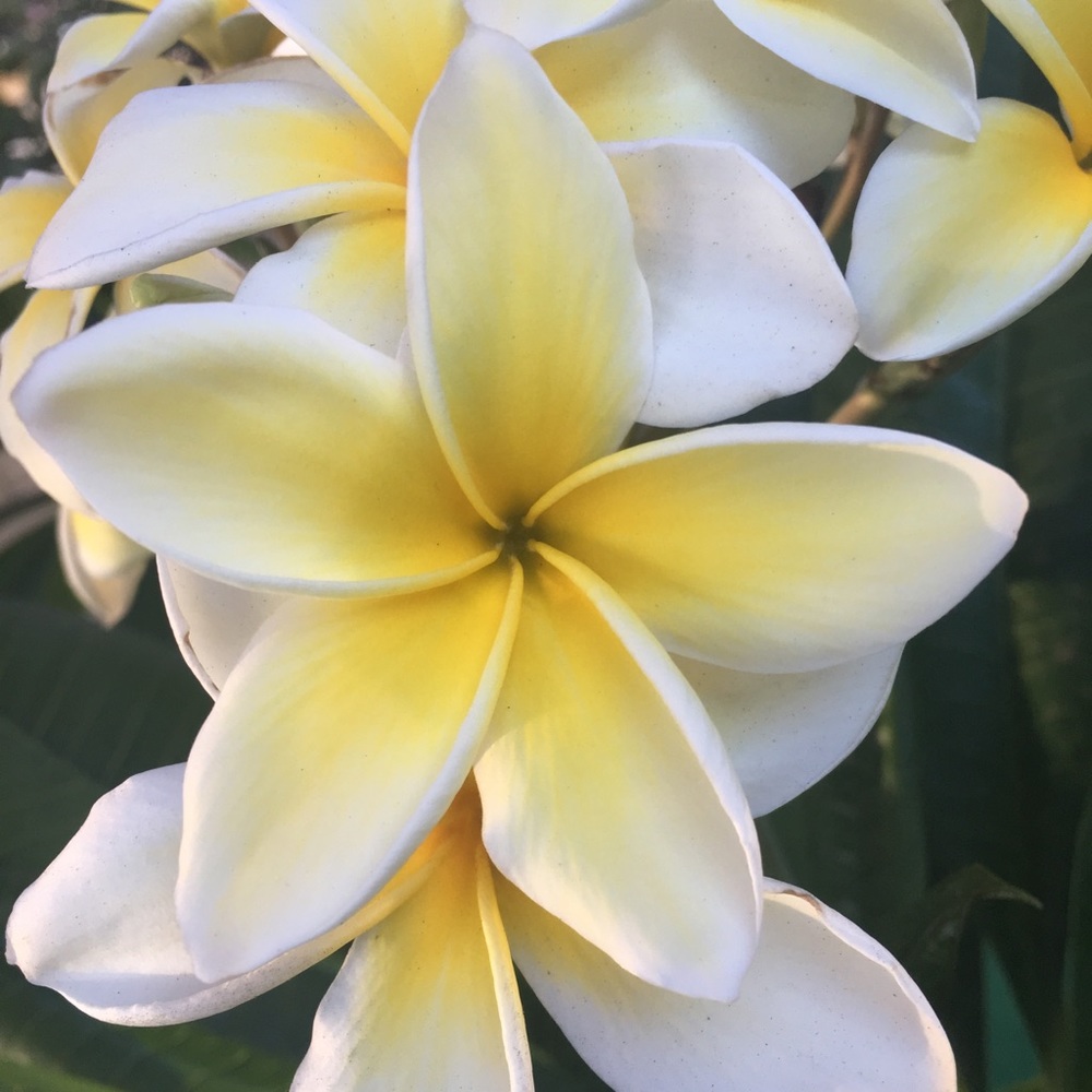 Meet your Posher, Angelie